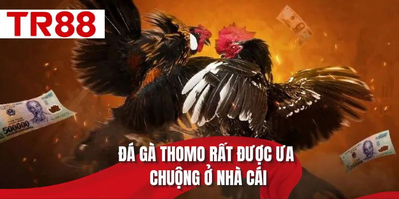 Đá gà Thomo rất được ưa chuộng ở nhà cái